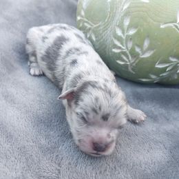 Lightest Merle Boy, Duncan - Merle male Shihpoo puppy in Delphos, Ohio from Route 66 Poodles & Doodles, Sapphire Shih-tzu's of Ohio