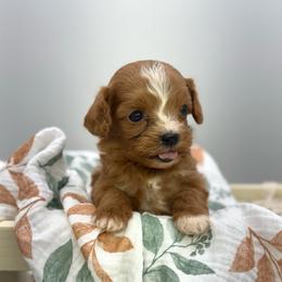 Ruby - Red female Cavapoo puppy in Melissa, Texas from Southern Love Cavapoos & Maltipoos
