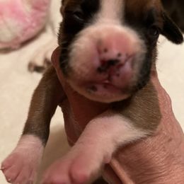 Boxer Puppies from Teressa's Boxers