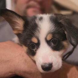 JEFFERSON - Black and tan male Pembroke Welsh Corgi puppy in Pilot Rock, Oregon from L2H Corgi's