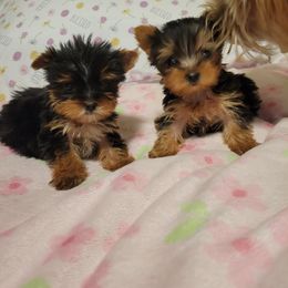Yorkshire Terrier Puppies from Serendipity Yorkies