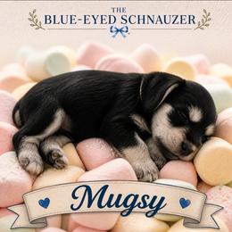 Mugsy - Black and silver male Miniature Schnauzer puppy in Winter Haven, Florida from The Blue Eyed Schnauzer