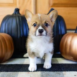 Honey - Sable female Pembroke Welsh Corgi puppy in Star City, Arkansas from Say When Corgi Co.
