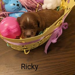 Ricky - Red Cavapoo puppy in Lincolnton, North Carolina from Home Sweet Home Puppies