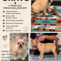 Brave - Fawn male French Bulldog puppy in Kirbyville, Texas from Empire Bulldogs & French Bulldogs