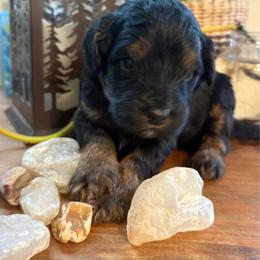 Texas ranger - Tri-color male Bernedoodle puppy in Carlotta, California from Lost Coast Bernese Mountain Dogs