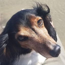 Dachshunds from Bobbie Jay Pups