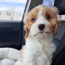 Jonathan - Red male Cavapoo puppy in Wamego, Kansas from Doodles of Oz
