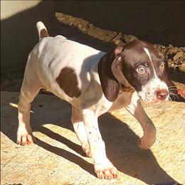 Brown - Liver and white male German Shorthaired Pointer puppy in Dahlonega, Georgia from Pointer Mountain Bird Dogs