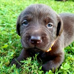 Labrador Retriever Puppies from Cove Labradors