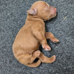 Samson - Red  male Goldendoodle puppy in Street, Maryland from Rocks & Roses Doodles