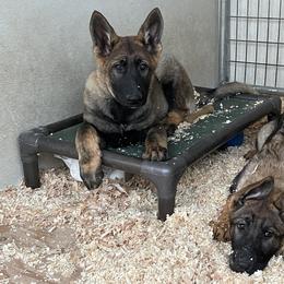 Dachshund and German Shepherd Puppies from Zwinger vom Donau-Ries