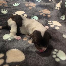 Boy 4 - Brown and white male Portuguese Water Dog puppy in Indianola, Utah from Mlee puppies