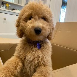 Goldendoodles and Poodles from Loyal Companions of America