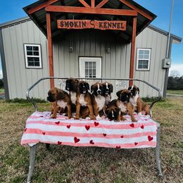 Boxer Puppies from Smokin S Kennel