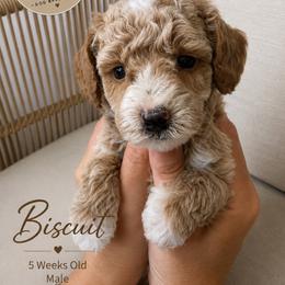 Biscuit - Apricot male Goldendoodle puppy in Mantachie, Mississippi from North MS Doodles Boutique
