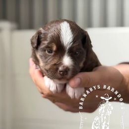 Edith - Red tri-color female Miniature American Shepherd puppy in Greenwood, Indiana from Barnaby’s Barn Dog’s