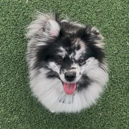 Tux - Blue merle male Pomeranian puppy in Ann Arbor, Michigan from Pleasant Lake, Pom Pups