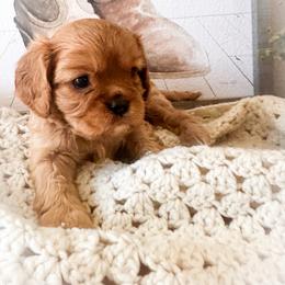 Nugget - Ruby male Cavalier King Charles Spaniel puppy in Tolleson, Arizona from Pixie Dust Cavaliers