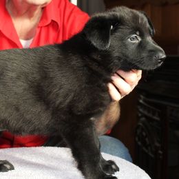 G - Black female German Shepherd puppy in Yakima, Washington from Bahr-S German Shepherds