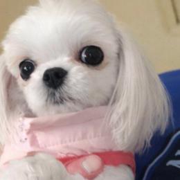 Elizabeth - Maltese