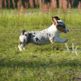 American Corgi and Pembroke Welsh Corgi Puppies from Magnolia Creek Corgis