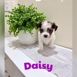 Daisy - Parti female Yorkshire Terrier puppy in Hermiston, Oregon from Sunshine Luv Yorkies