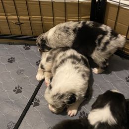 Australian Shepherd Puppies from Sydney’s Sweethearts