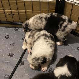 Australian Shepherd Puppies from Sydney’s Sweethearts