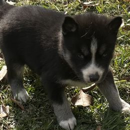 Ebony - Black and white female Siberian Husky puppy in Summerville, South Carolina from Carolina Husky Lodge