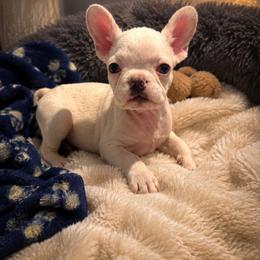 Stimpy - White male French Bulldog puppy in Largo, Florida from Mosaic French Bulldogs
