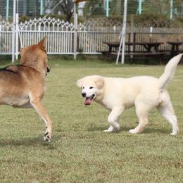 Jindo All Grown Up from Hwarang Kennel Korean Jindo | 화랑 진돗개