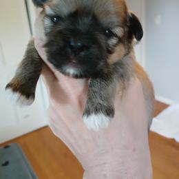Giovanni (The Little Prince) - Sable male Shih Tzu puppy in Jacksonville, North Carolina from Charming Southern Shih Tzu
