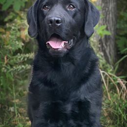 Biggie - Labrador Retriever