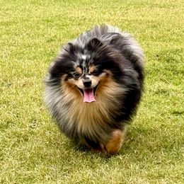 Maverick - Pomeranian