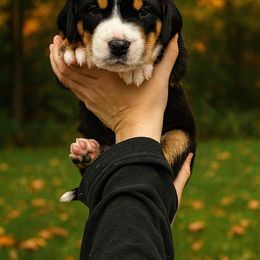 Bowie- Light pink - Black, white and red female Greater Swiss Mountain Dog puppy in Everett, Pennsylvania from Sweet Stream Swissies