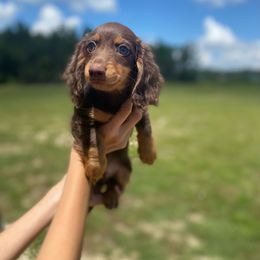 Jim - Chocolate and tan male Dachshund puppy in Live Oak, Florida from Suwannee River Doxies