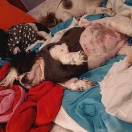Rose - Shih Tzu