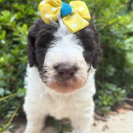 Tempest - Parti female Labradoodle puppy in Camden, North Carolina from Oopsie Doodles of NC