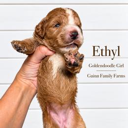 Ethyl pending - Sable female Bernedoodle puppy in Grove, Oklahoma from Guinn Family Farms