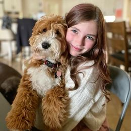 Goldendoodle All Grown Up from Golden Hearted Goldendoodles