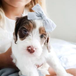 GUARDIAN HOME NEEDED IN SAVANNAH GEORGIA - Merle female Goldendoodle puppy in Savannah, Georgia from Vino and Vespa Doodles