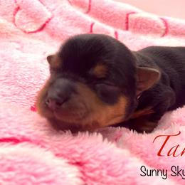Taka - Black and tan female Yorkshire Terrier puppy in Minnesota from Sunny Sky Yorkies
