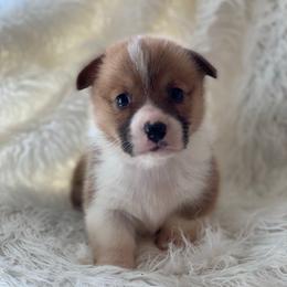 Boy 3 - Red male Pembroke Welsh Corgi puppy in Morton, Mississippi from Southern Magnolia Corgis