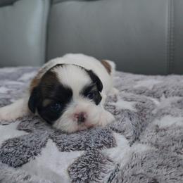 Princes - Tricolor female Shih Tzu puppy in Hialeah, Florida from Jolie glz