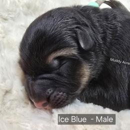 Ice Blue - Black and tan male German Shepherd puppy in Tony, Wisconsin from Muddy Acres German Shepherds