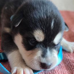 Boy 1 - Black and white male Alaskan Klee Kai puppy in Naples, Idaho from Kootenai Valley Klee Kai
