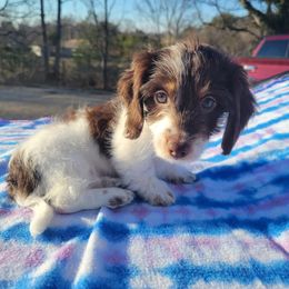 Dachshund Puppies from Grecian Kennel