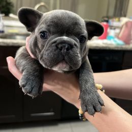 French Bulldog Puppies from Nicole's French Bulldogs