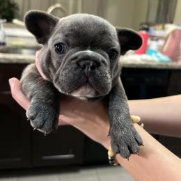 French Bulldog Puppies from Nicole's French Bulldogs